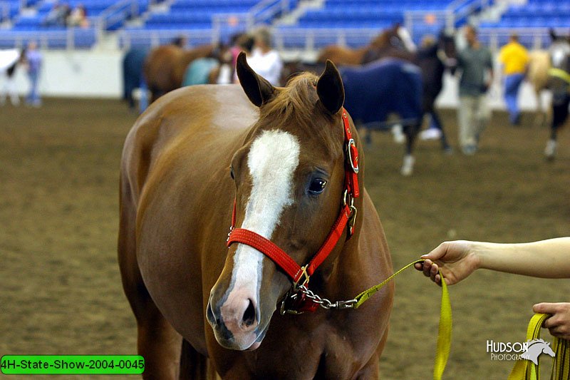 4H-State-Show-2004-0045.jpg