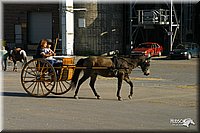 4H-State-Show-2004-0027.jpg