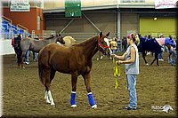 4H-State-Show-2004-0036.jpg