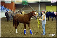 4H-State-Show-2004-0037.jpg