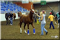 4H-State-Show-2004-0038.jpg