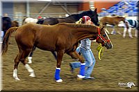 4H-State-Show-2004-0043.jpg