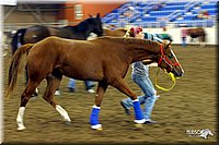 4H-State-Show-2004-0044.jpg