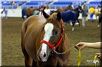 4H-State-Show-2004-0045.jpg