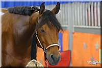 4H-State-Show-2004-0309.jpg