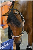 4H-State-Show-2004-0310.jpg