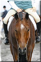 4H-State-Show-2004-0423.jpg