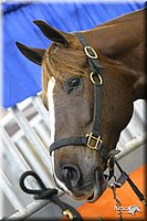 4H-State-Show-2004-0443.jpg