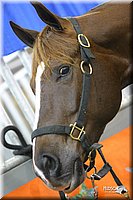 4H-State-Show-2004-0444.jpg