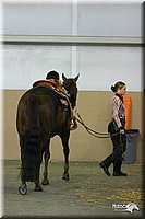 4H-State-Show-2004-0445.jpg