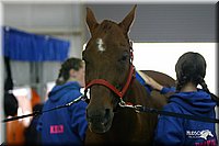 4H-State-Show-2004-0446.jpg