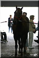 4H-State-Show-2004-0447.jpg