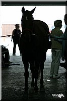 4H-State-Show-2004-0448.jpg