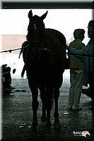 4H-State-Show-2004-0449.jpg