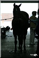 4H-State-Show-2004-0450.jpg