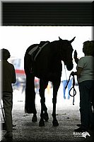 4H-State-Show-2004-0453.jpg