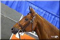 4H-State-Show-2004-0464.jpg