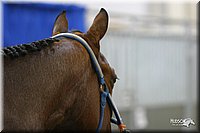 4H-State-Show-2004-0465.jpg