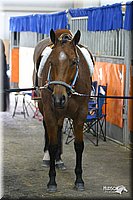 4H-State-Show-2004-0467.jpg