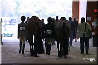 4H-State-Show-2004-0566.jpg