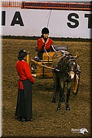 4H-State-Show-2004-0268.jpg