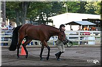 4H-District-2005-1605.jpg