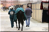 4H-State-Show-2005-0060.jpg