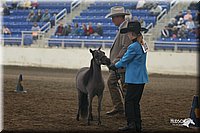 4H-State-Show-2005-0414.jpg