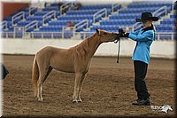 4H-State-Show-2005-0480.jpg