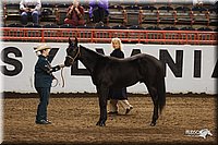 4H-State-Show-2005-0809.jpg