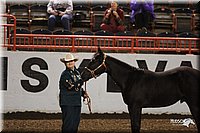 4H-State-Show-2005-0811.jpg