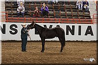 4H-State-Show-2005-0813.jpg