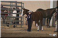 4H-State-Show-2005-0645.jpg