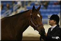 4H-State-Show-2005-1141.jpg