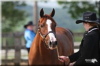 4H-1st-Show-2006-0520.jpg