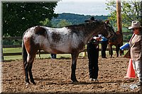 4H-Fun-Show-2006-0056.jpg