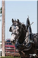 4H-Fun-Show-2007-0160.jpg