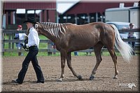 4H-Funshow-08_0088.jpg