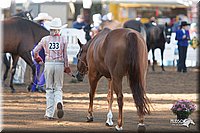 4H-Dist-09_0459.jpg