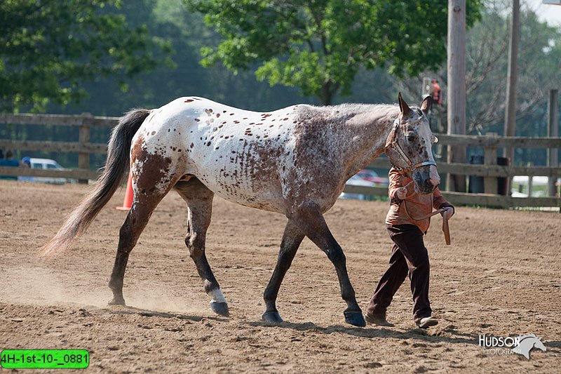 4H-1st-10-_0881.jpg