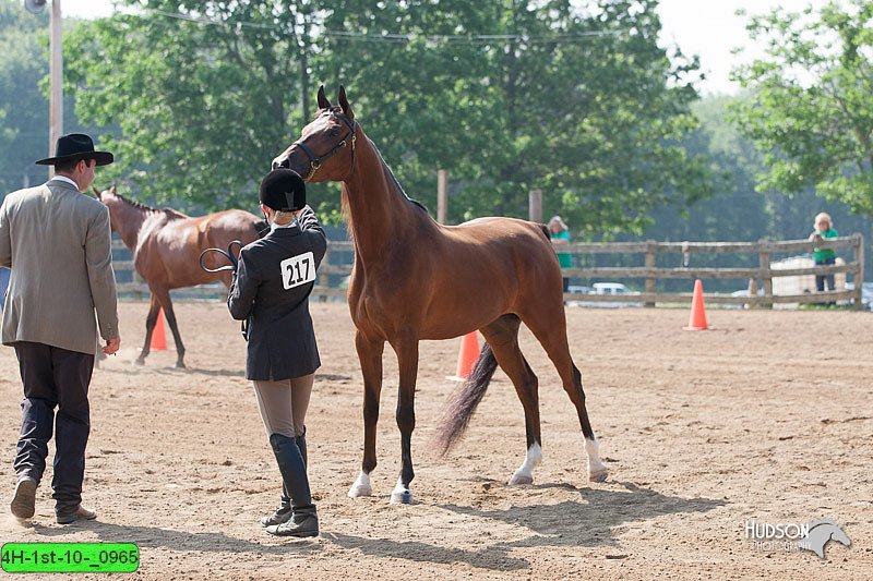 4H-1st-10-_0965.jpg