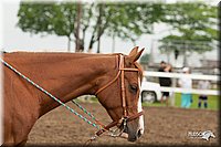 4H-Fun-Show-10_719.jpg