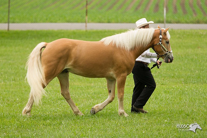 4H-1st-Show-11_0824.jpg