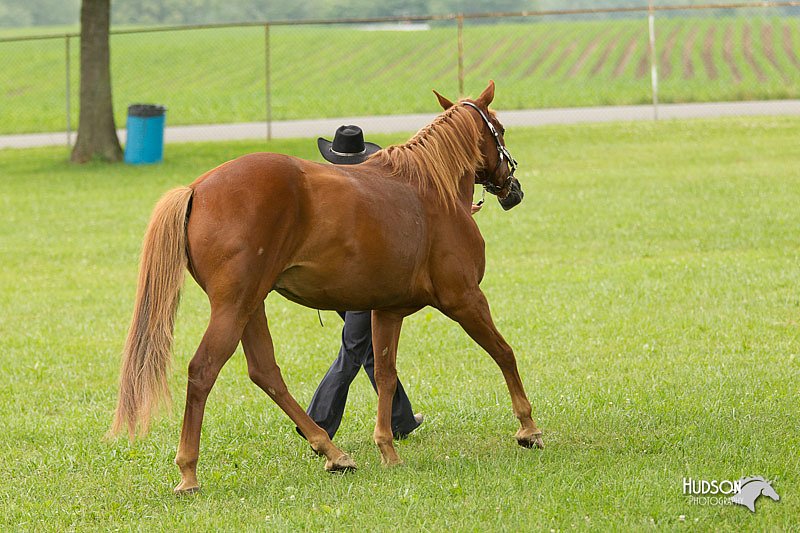 4H-1st-Show-11_0830.jpg