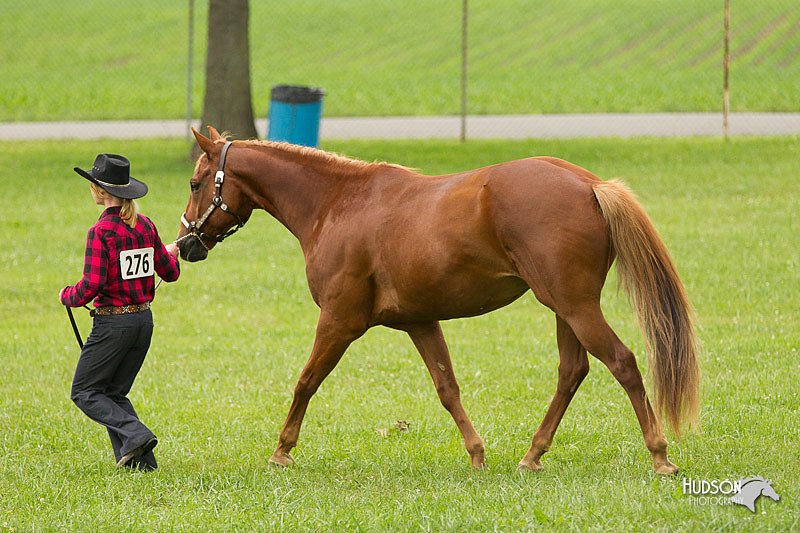 4H-1st-Show-11_0831.jpg