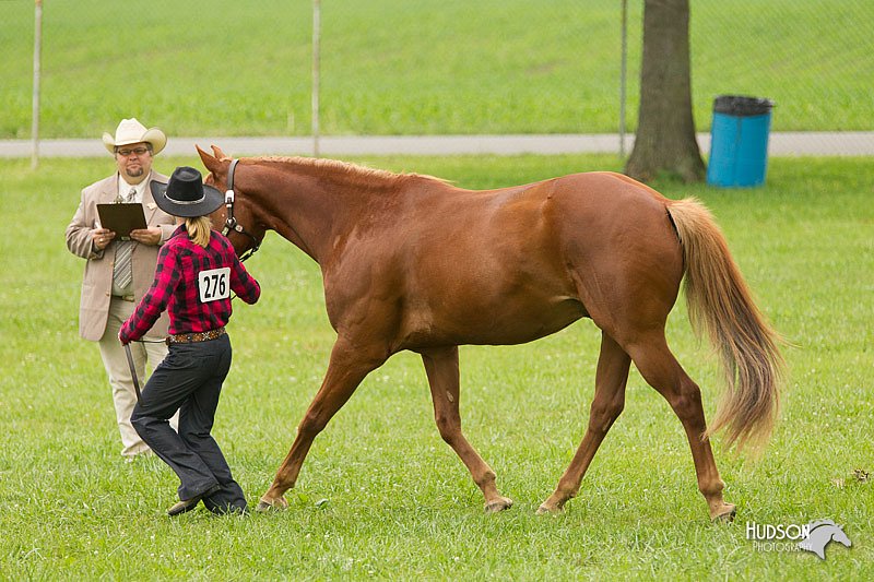 4H-1st-Show-11_0832.jpg