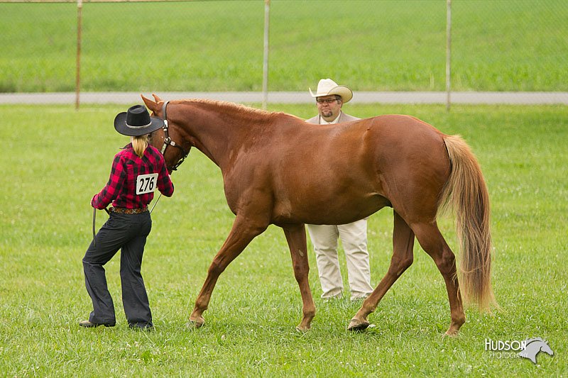 4H-1st-Show-11_0833.jpg