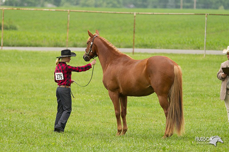 4H-1st-Show-11_0834.jpg