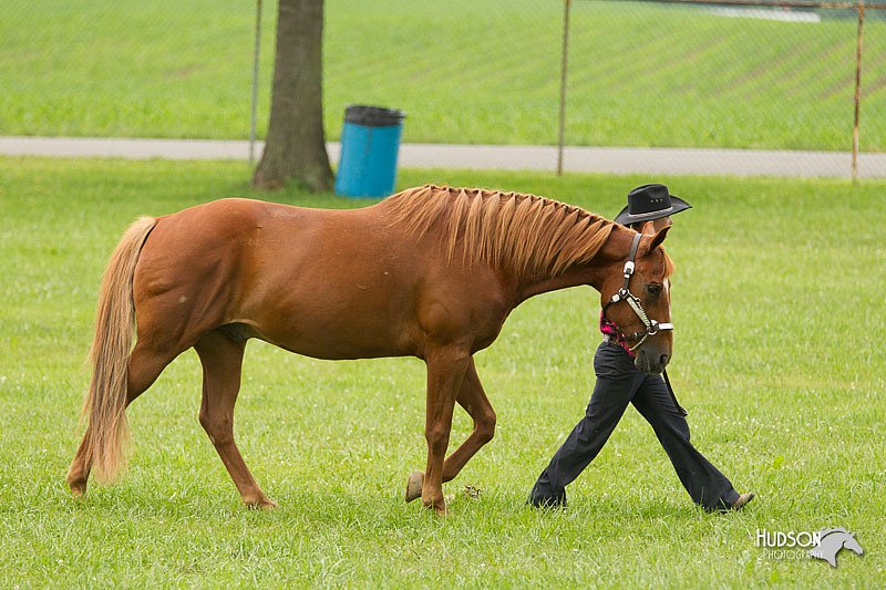 4H-1st-Show-11_0835.jpg