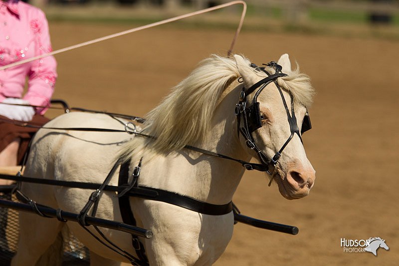 4H-2nd-Show-11_1094.jpg